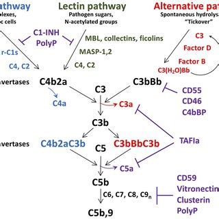 Image result for Complement Activation