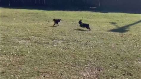 Does your pet get the zoomies? There is a science behind it. | ksdk.com