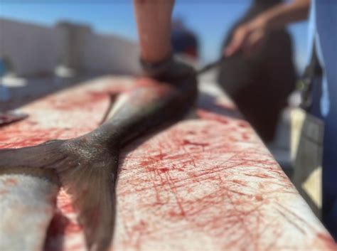 Image result for Bluefish Tutorial