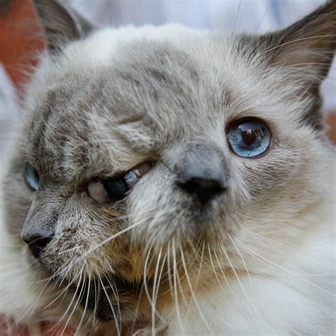 Real Two Headed Cat
