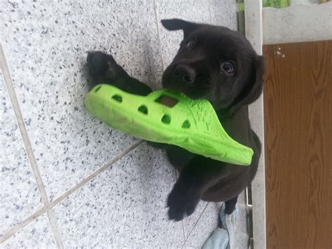 wunderschöne Mischlingswelpen Vater reinrassiger Rottweiler Mutter ...