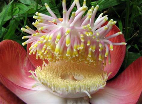 Most Beautiful flowers in the world with an unusual appearance ...