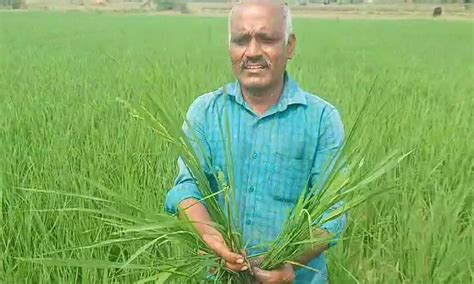 அரூர் விவசாயிகள் அதிர்ச்சி: விதை நெல் வாங்கி நடவு செய்த 20 நாட்களிலேயே ...