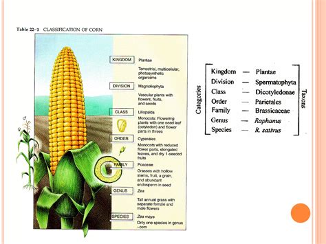Plant Classifications Explained 的图像结果