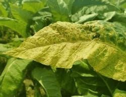 Plant Diseases - Famous Books for UPSC Exam (Summary and Tests) PDF ...