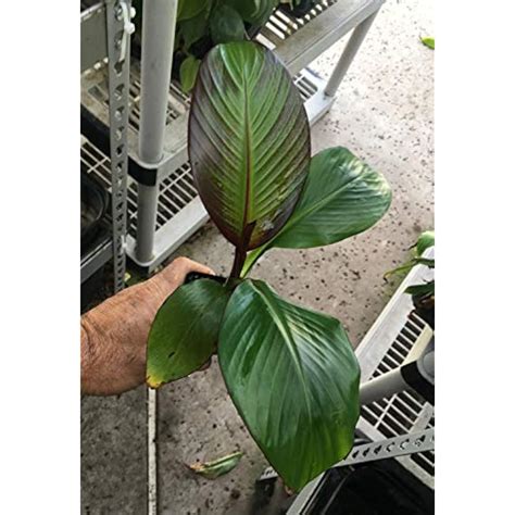 BountifulGardenNursery Buy Cold Hardy Red Abyssinian Banana Plant at ...