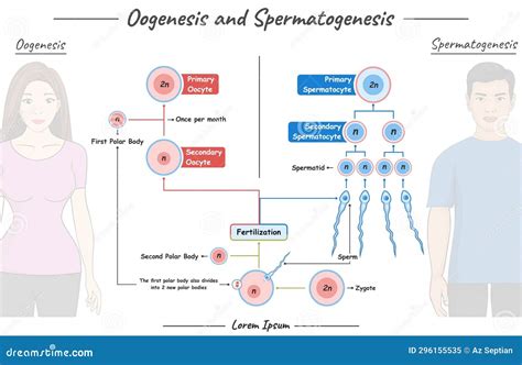 Oogenesis and Spermatogenesis Stock Vector - Illustration of biological, plan: 296155535