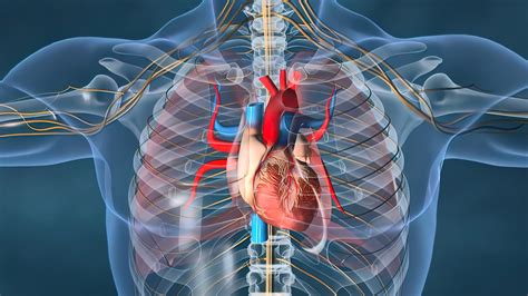 Basic Anatomy of the Heart: How It Works : ROMTherapy