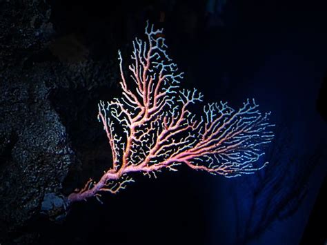 Image result for Creation of Circular Linked List Program in Java