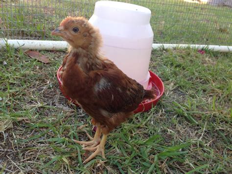 4 week old RIR's Pullets or Cockerals? | BackYard Chickens - Learn How ...