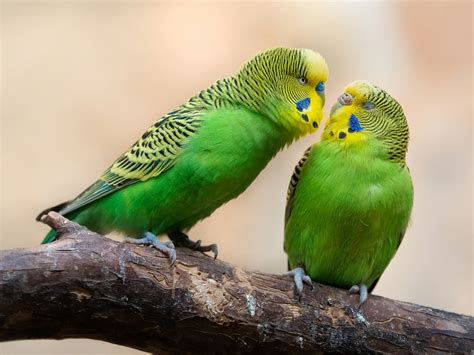 13 Small Parrots That Talk - Birds E-Pedia