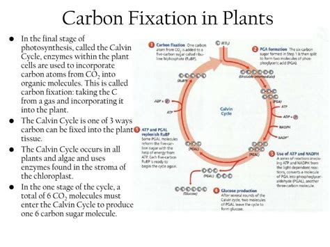 PPT - Primary Productivity PowerPoint Presentation, free download - ID ...
