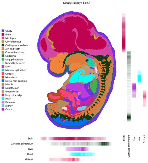 Image result for Mouse Embryo Circulation System Development