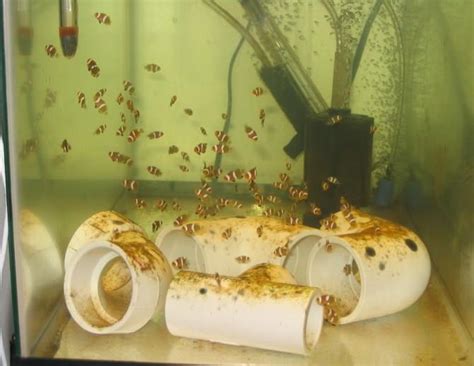 Image result for Fish Breeding