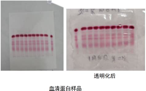 六一 双垂直电泳仪，DYCZ-25D 售卖规格：1台【多少钱 规格参数 图片 采购】-西域