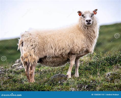 Icelandic Sheep in Jokulsargljofur National Park in Northern Iceland 库存照片 - 图片 包括有 横向, 特写镜头 ...