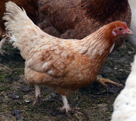 Heritage Chickens: What Are The Breeds? | BackYard Chickens - Learn How ...