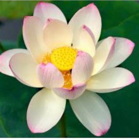 Explorer Channel 的图像结果