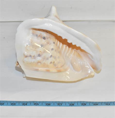 Image result for Large Conch Shell