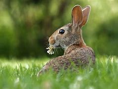 Image result for Rabbit with Flower On Its Head