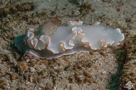 Flatworm Species