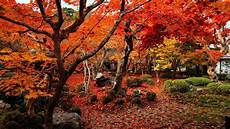 Autumn Wallpaper by Autumn Wallpapers 1920x1080 Wallpaper Cave Autumn Wallpaper