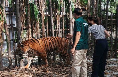 Sriracha Tiger Zoo In Thailand