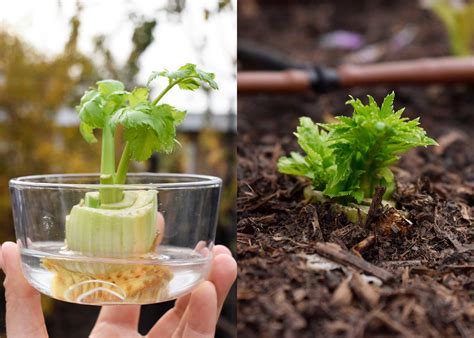 The Easiest Way to Grow Celery! ~ Freckled Californian ~ A California ...
