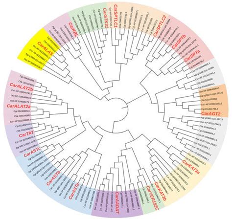 Aminotransferase Class I and II Gene Family in the Jinjiang Oyster ...