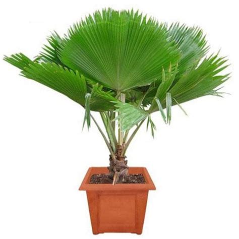 Buy Fiji Fan Palm, Pritchardia pacifica - Plant online from Nurserylive ...