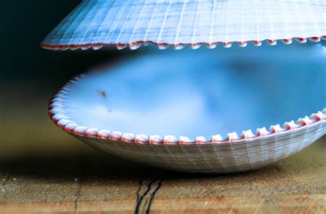 Image result for WinShell Clam