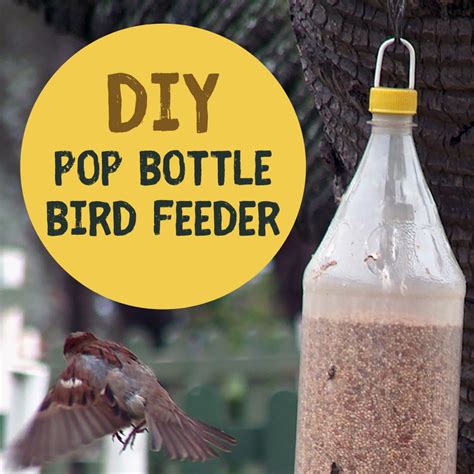 Bird Feeder Diy Plastic Bottle at Ryan Bruce blog