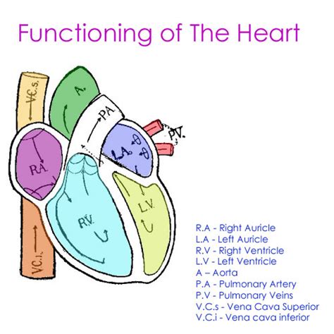 Tutorial of How a Heart Functions 的图像结果