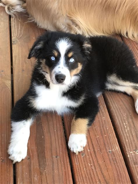 Black Tri Colored Australian Shepherd