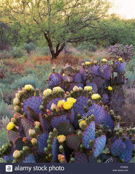 Prickly Pear Cactus And Wildflowers High Resolution Stock Photography ...