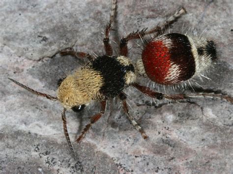 Red Velvet Ant Sting