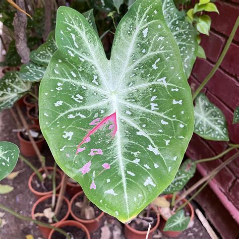 Caladium Pink Stardust Plant – Indoor Decorative Seasonal Foliage