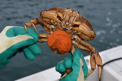 Bildergebnis für crab+and+lobster+pregnant