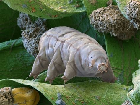 Animals: ఈ జంతువులు మంచు కారణంగా గడ్డకట్టుకుపోతాయి.. మళ్లీ తిరిగి ...