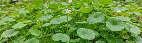 Thankuni Live Plant (Gotu Kola) – Centella Asiatica Herb | Supports ...