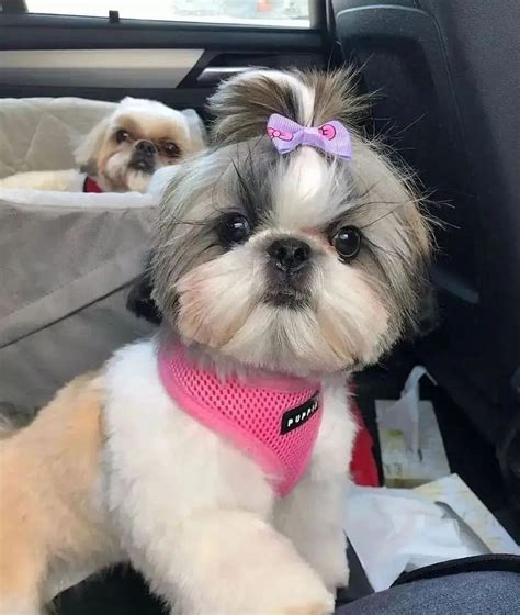 shih tzu puppies for adoption