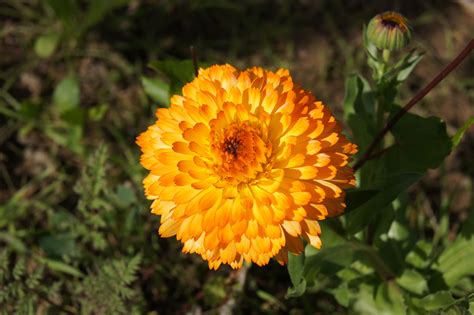 Wonderful Flower Yellow orange free image download