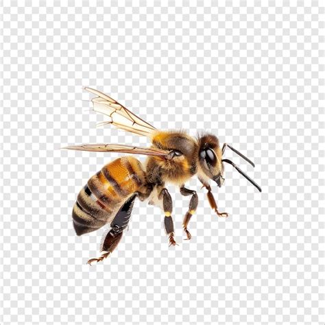 Image result for Bee Flying Side View