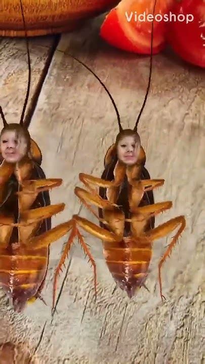 Cockroach Dance Song 的图像结果