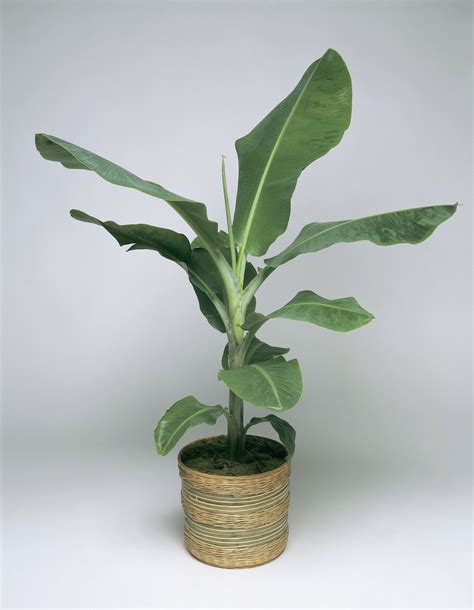 Indoor Banana Palm Trees