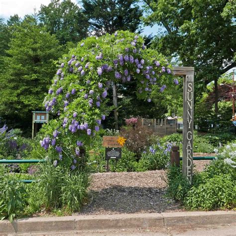 Wisteria frutescens (American Wisteria)
