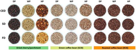 Influence of Post-Harvest Processing and Drying Techniques on ...