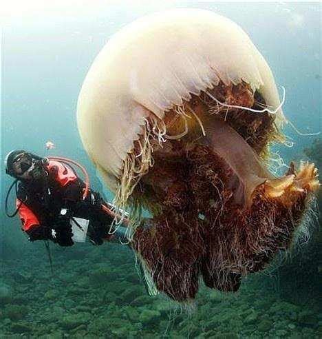 世界上最大的水母，体重直追500斤，直径可达3米 - 每日头条