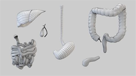 Image result for Digestive System 3D Model Tutorial