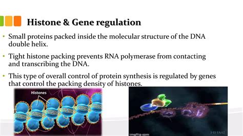 Gene regulation in eukaryotes | PPSX